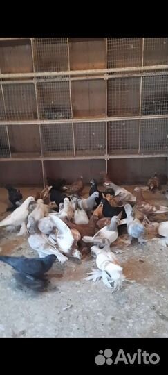 Голуби узбеки