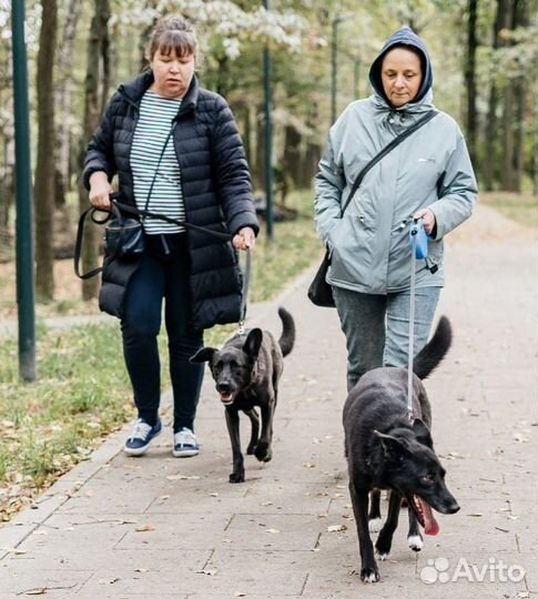 Собака в добрые руки