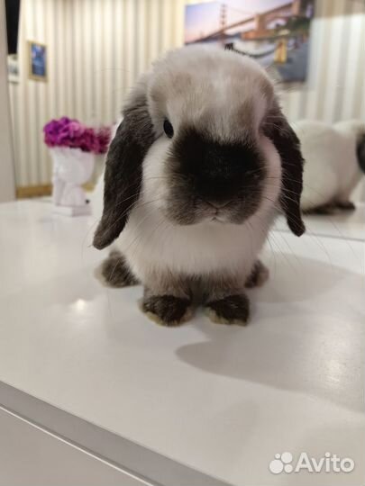 Кролик минилоп