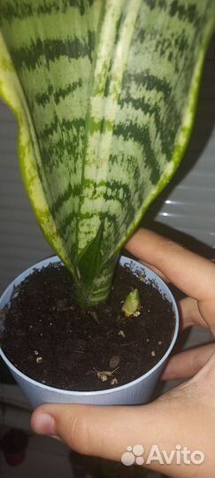 Сансевиерия сортовая