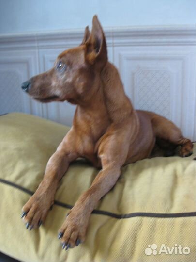 Вязка цвергпинчер