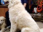 Пиренейская горная собака объявление продам