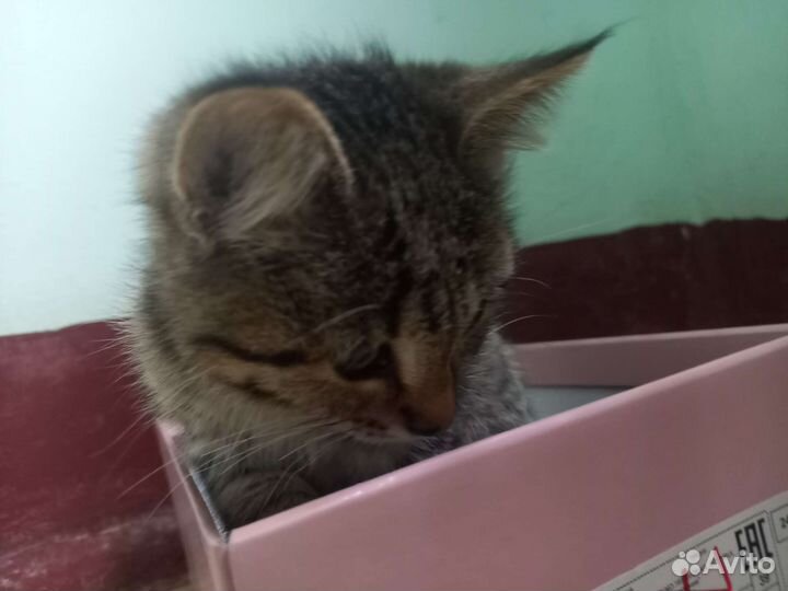 Котёнок девочка бесплатно