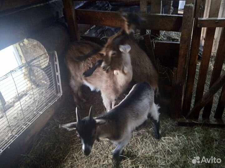 Козачка и козлик