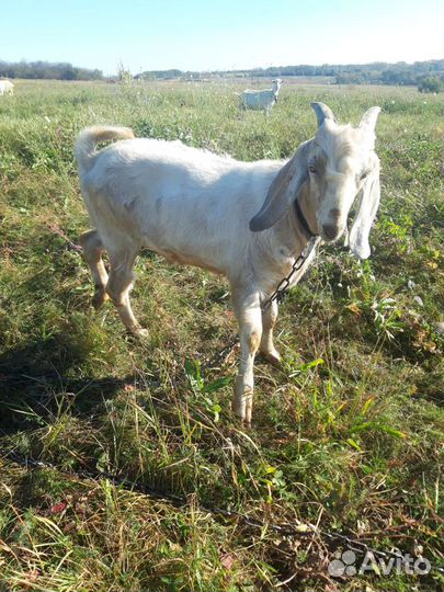 Нубийский козел. Коза