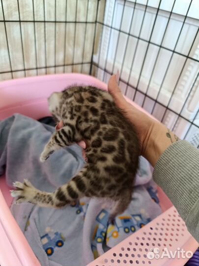 Бенгальский котик