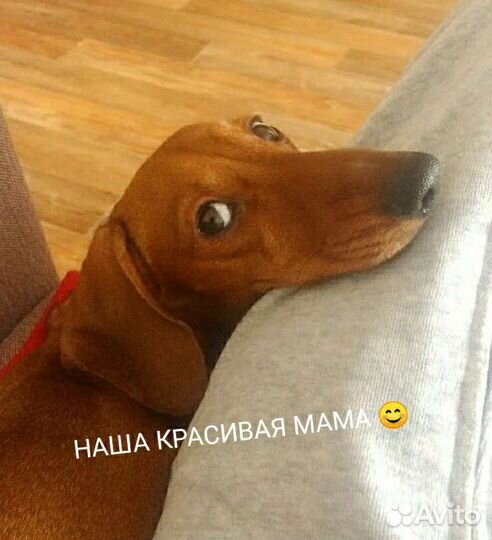 Такса щенки