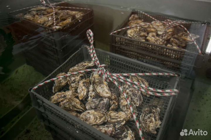 Опт Живые Устрицы&Мидии
