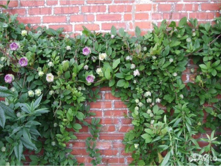 Кобея рассада