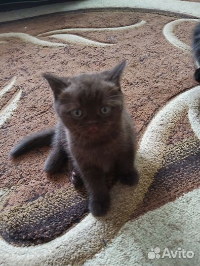 Шотландская