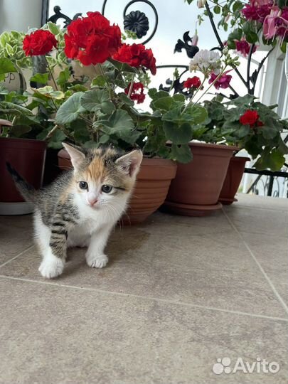 Котята в добрые руки приучены к лотку