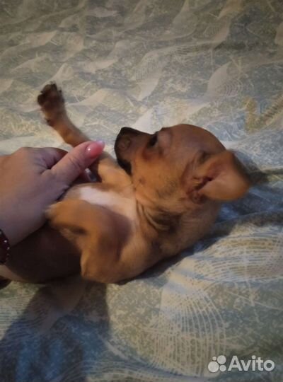 Маленькая собака