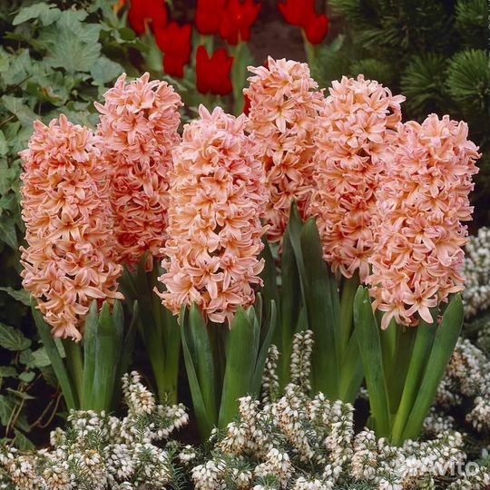 Гиацинты. Осень 2023