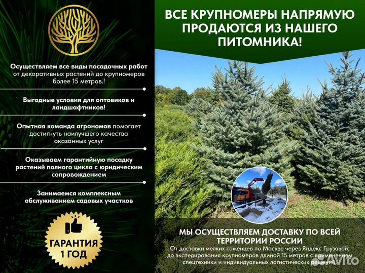 Пихта Корейская, крупномер