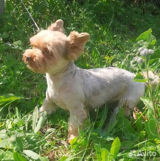 Шоколадный мраморный йорк