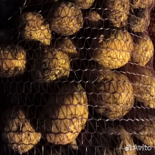 Продаю картофель