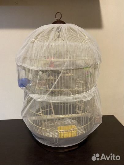 Продажа корелл (мальчик, девочка) с клеткой