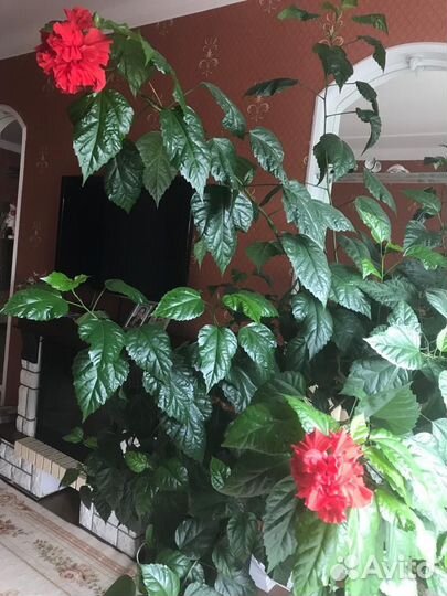 Цветок гибискус-китайская роза