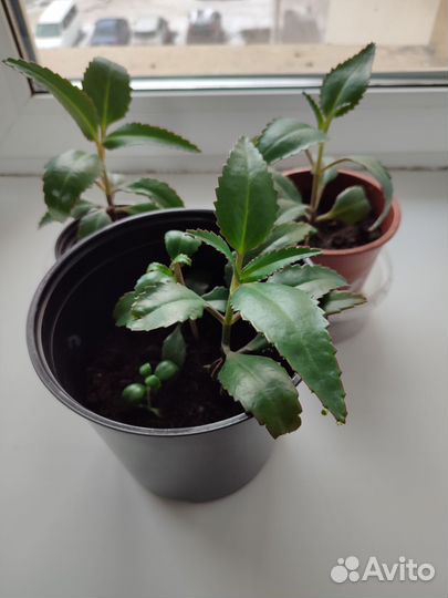 Каланхоэ лечебное