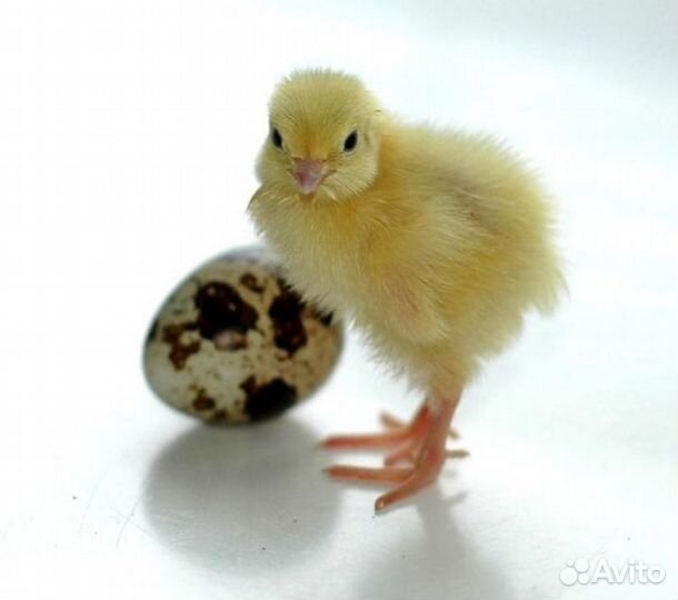 Продаю перепелов несушек
