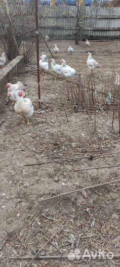 Курочки домашние