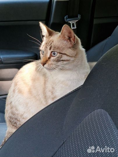 Молодая ласковая кошка