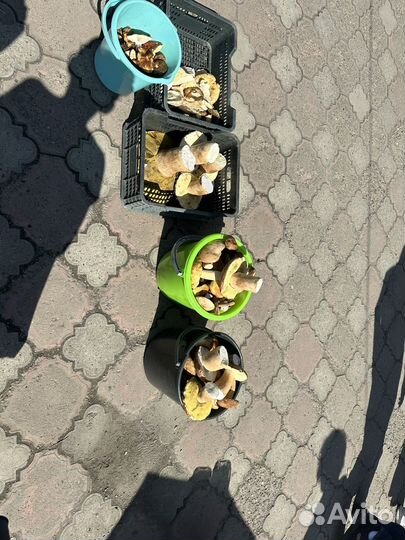 Грибы белые ведро