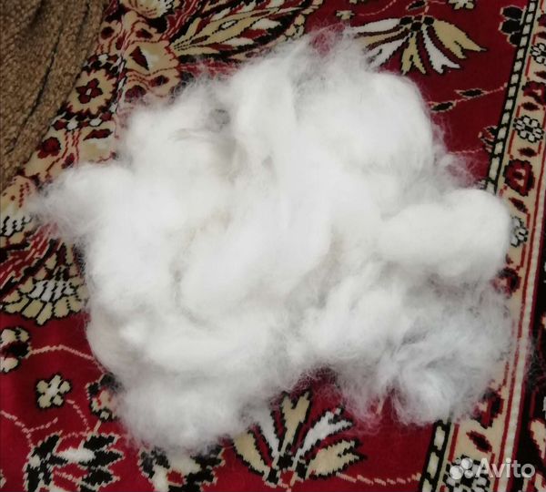 Пух и шерсть самоеда