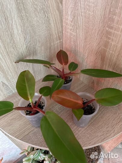 Филодендроны