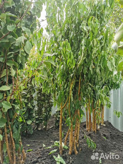 Саженцы плодовых более 100 сортов