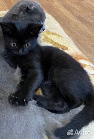 Кошка в дар бесплатно