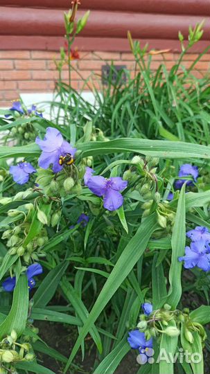 Традесканция садовая