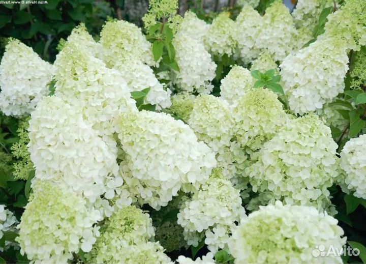 Гортензия Polar bir