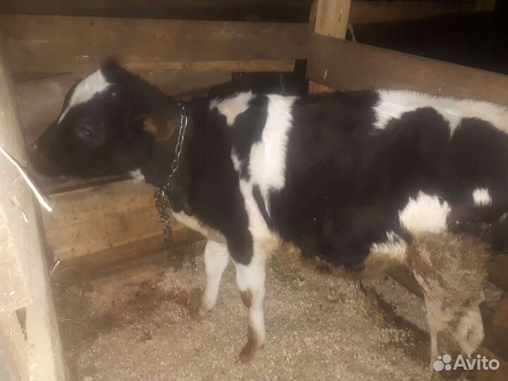 Корова, телята