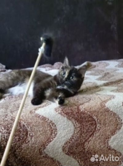 Котенок девочка