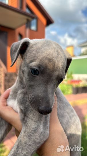 Щенки уиппета