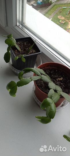 Цветок декабрист