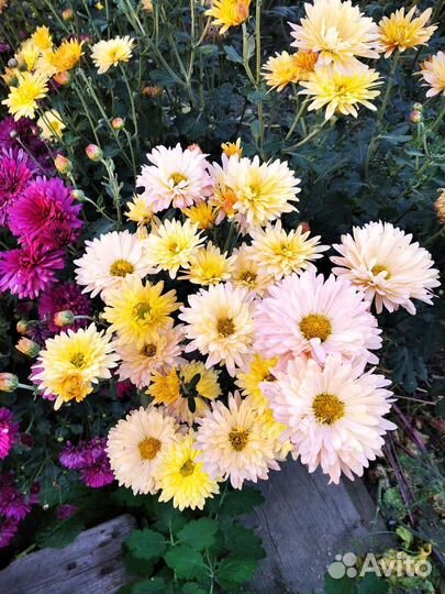 Хризантемы