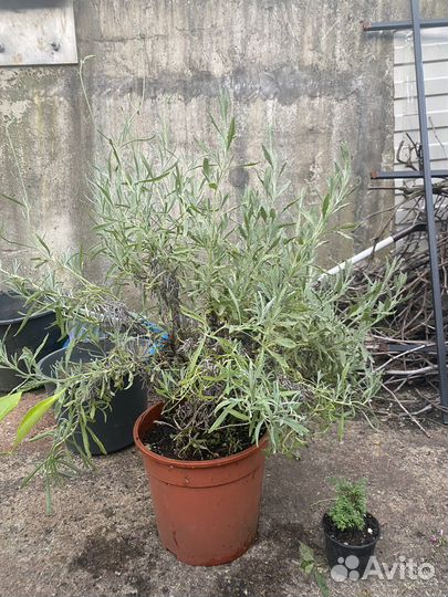 Лаванда двух сортов