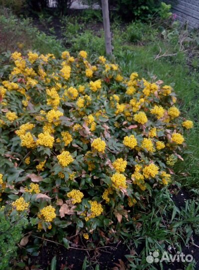 Магония,каприфоль,спирея,скумпия и др