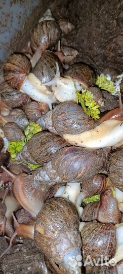 Улитки ахатины