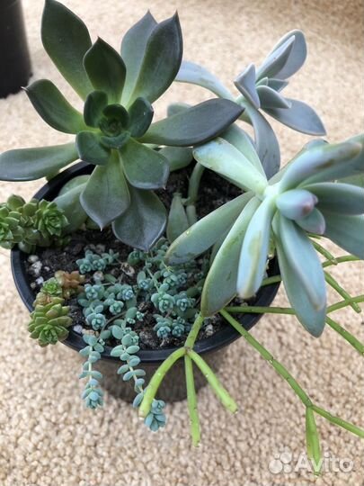 Суккуленты