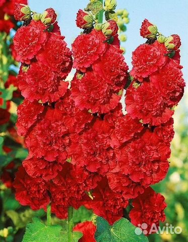 Рассада шток-роза