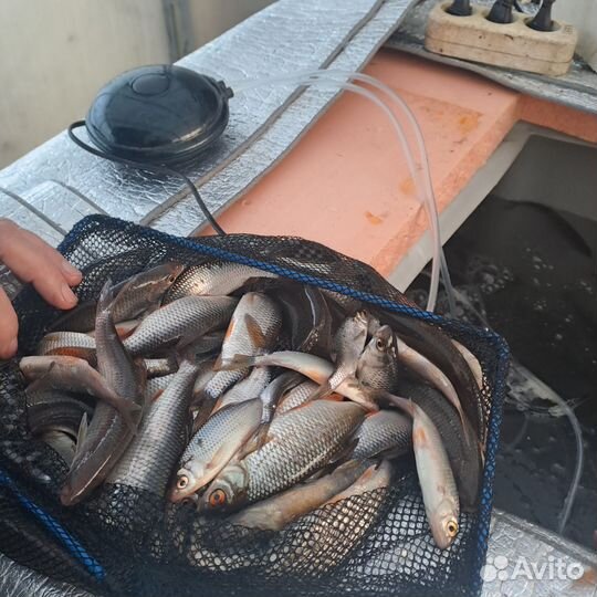 Живец плотва карась