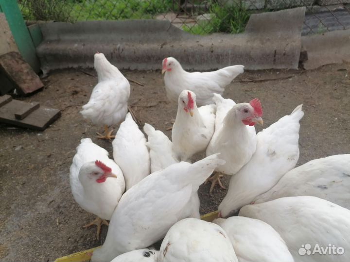 Молодые петушки