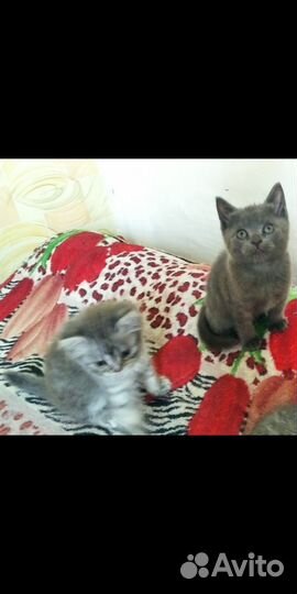 Шотландские котята