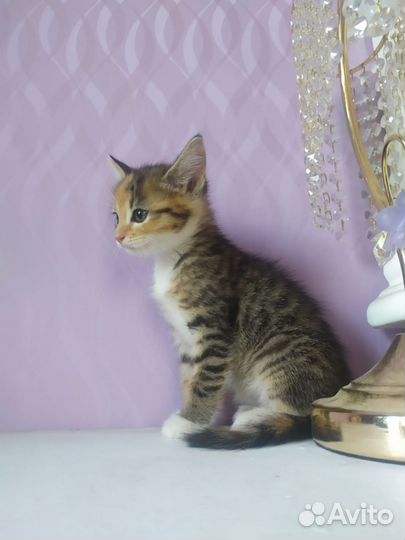 Котята Абиссинской породы