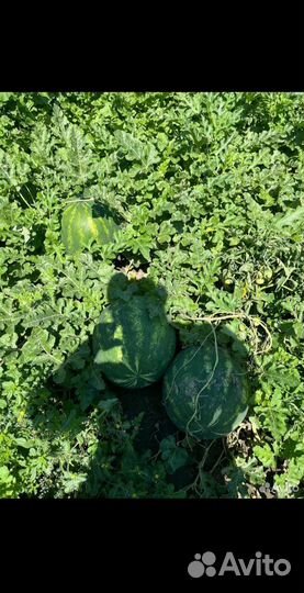 Арбуз атаман