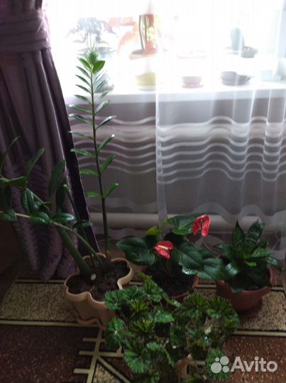 Замиокулькас