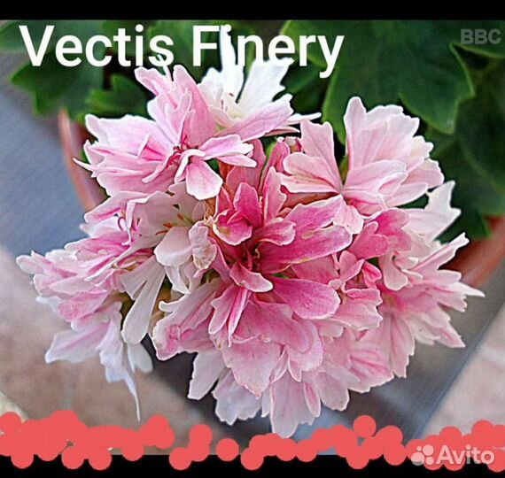 Стеллары зонартики Герань пеларгония